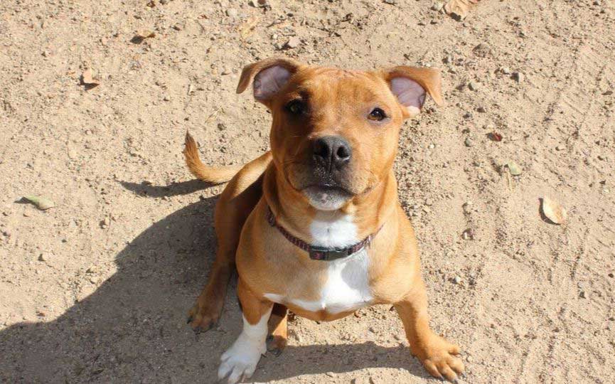 staffordshire bull terrier o staffy sentado