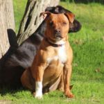 imagen de perros medianos staffordshire bull terrier sentados