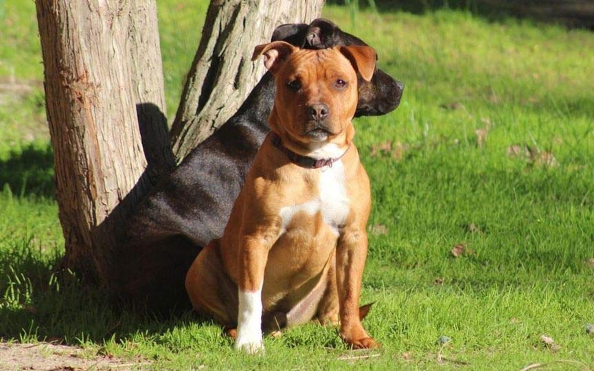 imagen de perros medianos staffordshire bull terrier sentados