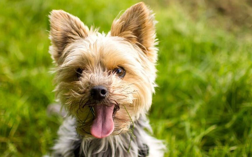 yorkshire terrier rostro