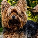 imagen de un perro yorkshire terrier tumbado