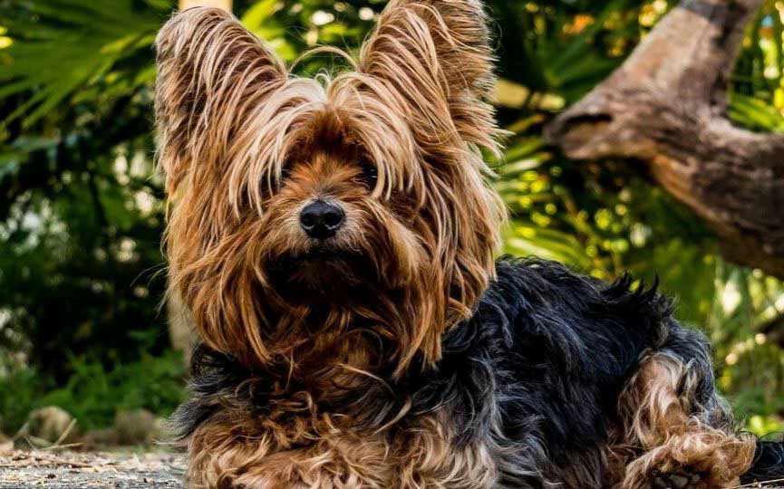 imagen de un perro yorkshire terrier tumbado