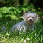 perro bichon habanero en el campo