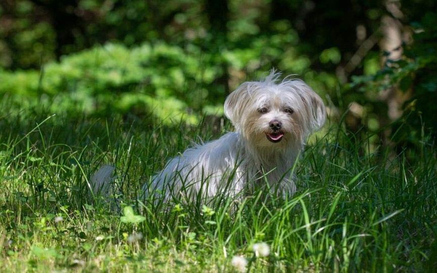 perro bichon habanero en el campo