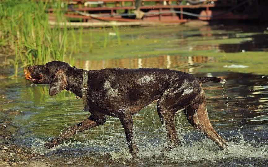 braco aleman en el agua