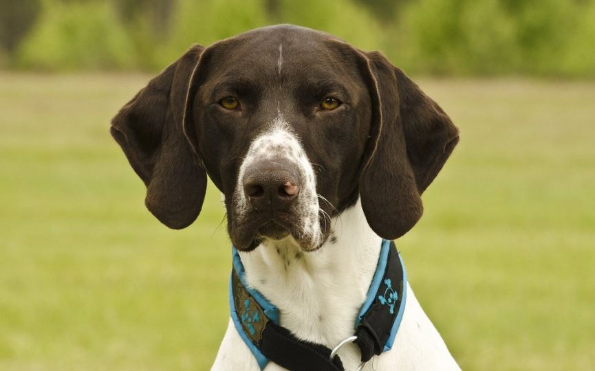 imagen de un perro braco aleman