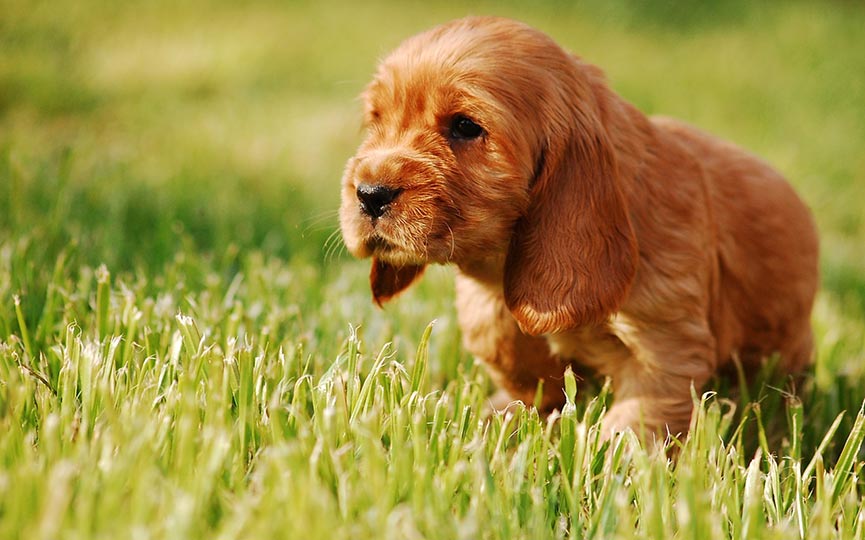 cocker spaniel ingles cachorro