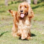 imagen de un perro mediano cocker spaniel ingles corriendo