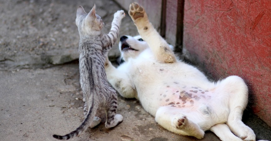 mascotas como este gato y este perro son las preferidas de muchos españoles