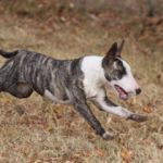 BULL TERRIER PUEDE PADECER PARÁLISIS LARÍNGEA