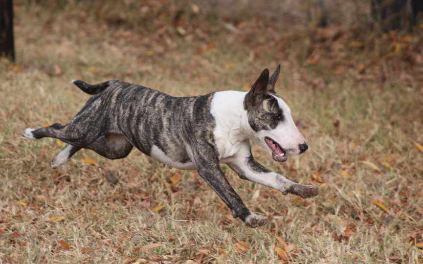 BULL TERRIER PUEDE PADECER PARÁLISIS LARÍNGEA