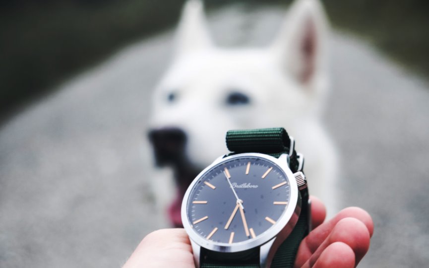 EL CAMBIO DE HORA EN LOS PERROS