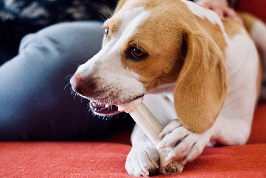 PERRO MUERDE HUESO CON DIENTES