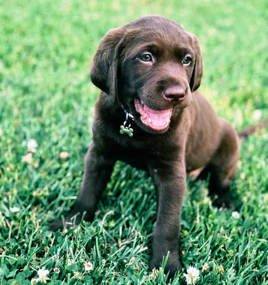 DIENTES DE CACHORRO