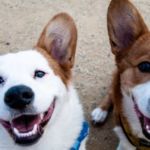 DIENTES DE PERROS