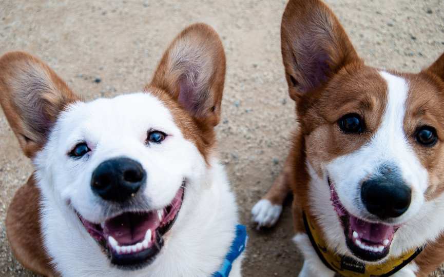 DIENTES DE PERROS