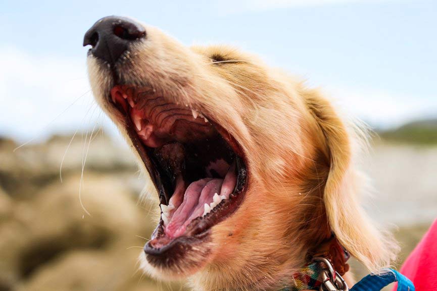LADRIDO DE UN PERRO