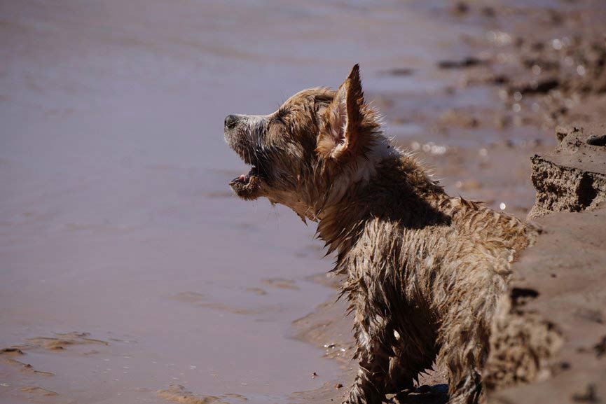 LADRIDOS DE UN PERRO