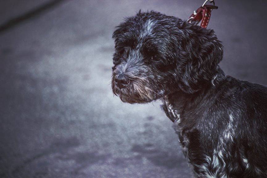 PERRO ANCIANO