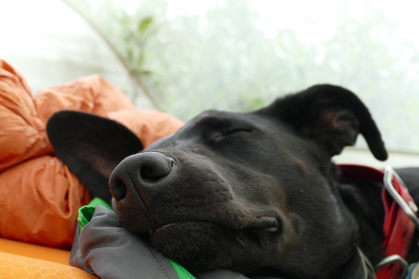PERRO DORMIDO POR CAMBIO DE HORA