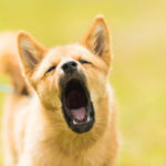 PERRO LADRA