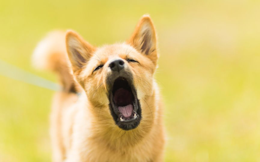 PERRO LADRA