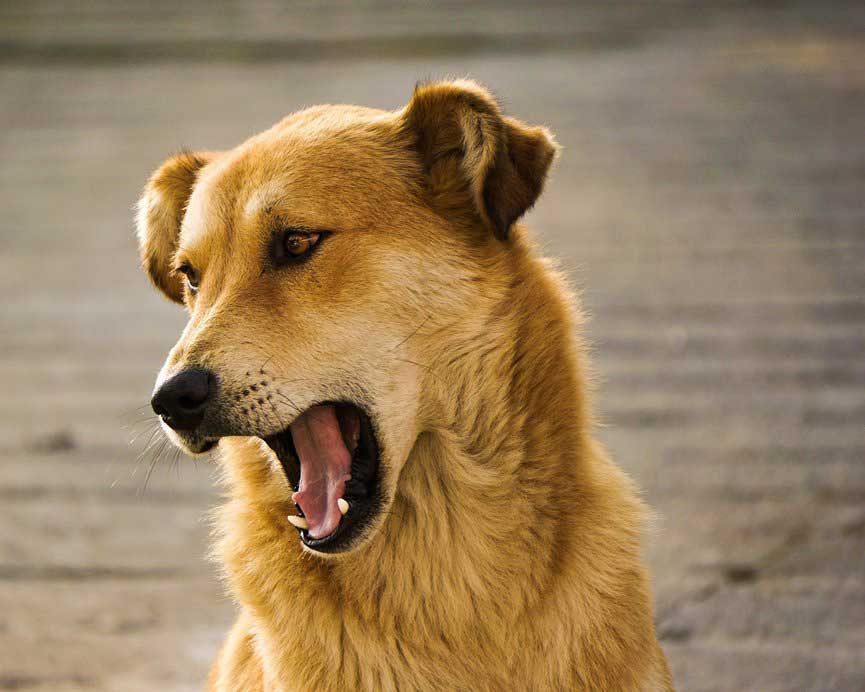 PERRO LADRANDO