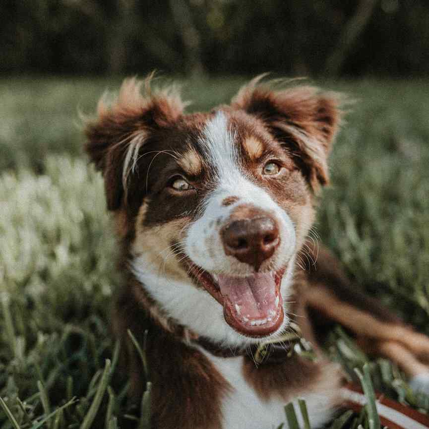 PERRO SONRÍE Y MUESTRA SUS DIENTES