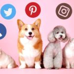 el peligro de la redes sociales para las mascotas