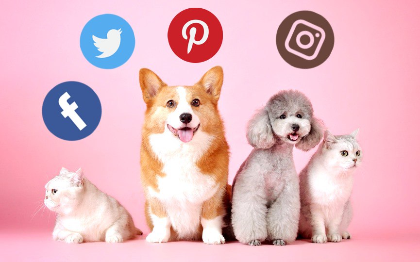el peligro de la redes sociales para las mascotas