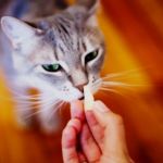 gato come queso