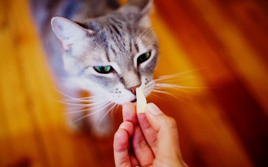 gato come queso