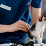 gato en veterinario