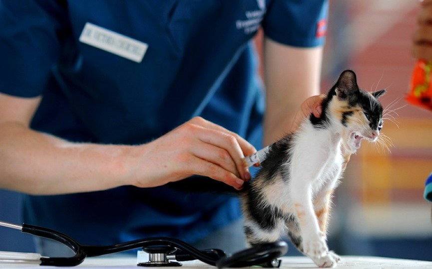gato en veterinario