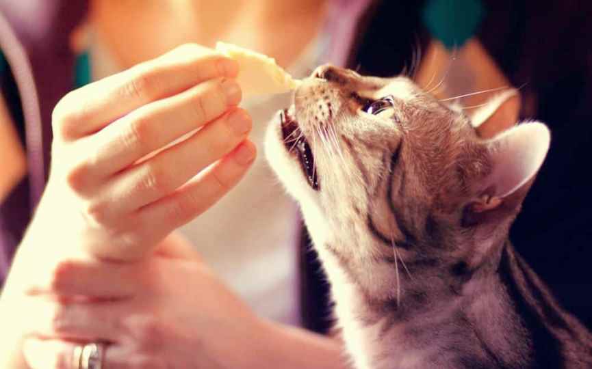 los gatos pueden pero no deben comer queso