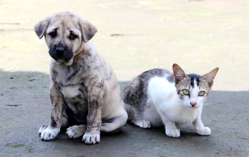 mascota que necesitan adopción