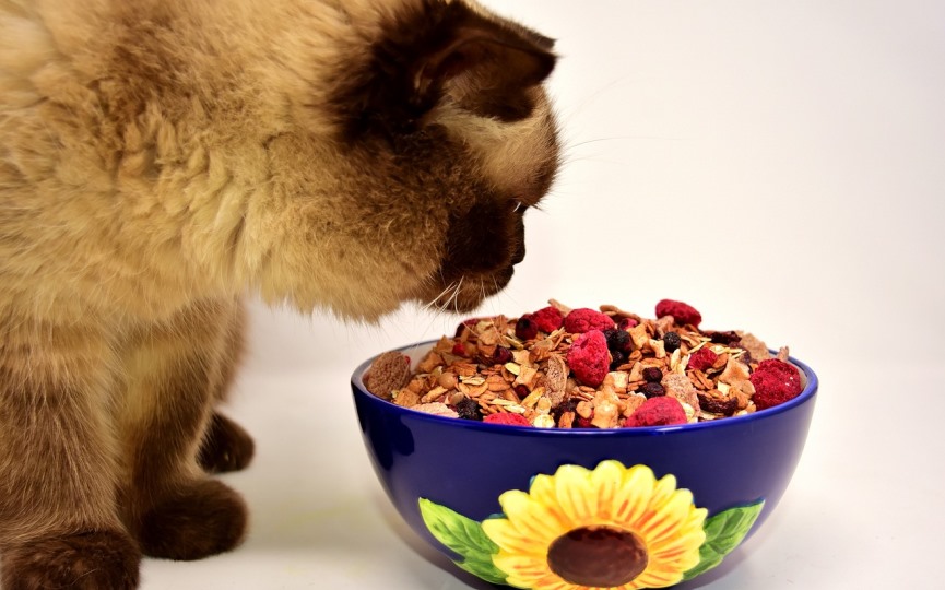 redes sociales gato comiendo