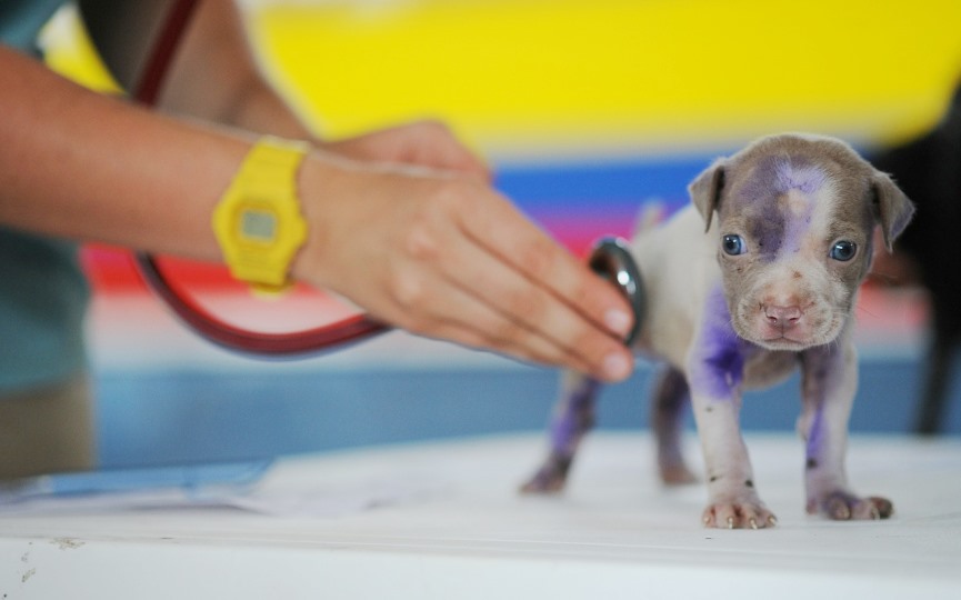 redes sociales perro en veterinario
