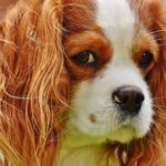 CAVALIER KING CHARLES SPANIEL CON DOLOR CRÓNICO