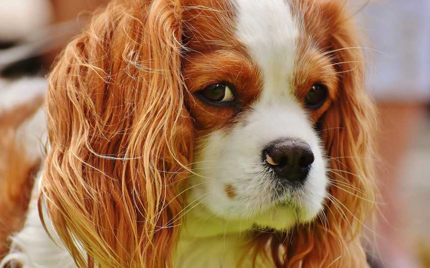 CAVALIER KING CHARLES SPANIEL CON DOLOR CRÓNICO