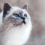 GATOS CON DOLOR CRÓNICO