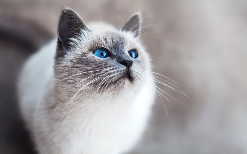 GATOS CON DOLOR CRÓNICO