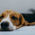 REFUERZO NEGATIVO EN PERROS