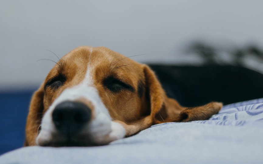 REFUERZO NEGATIVO EN PERROS