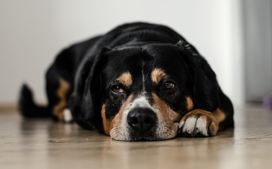 PERRO NO QUIERE TOMAR PÍLDORAS