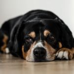 PERRO NO QUIERE TOMAR PÍLDORAS