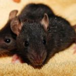 RATAS NEGRAS