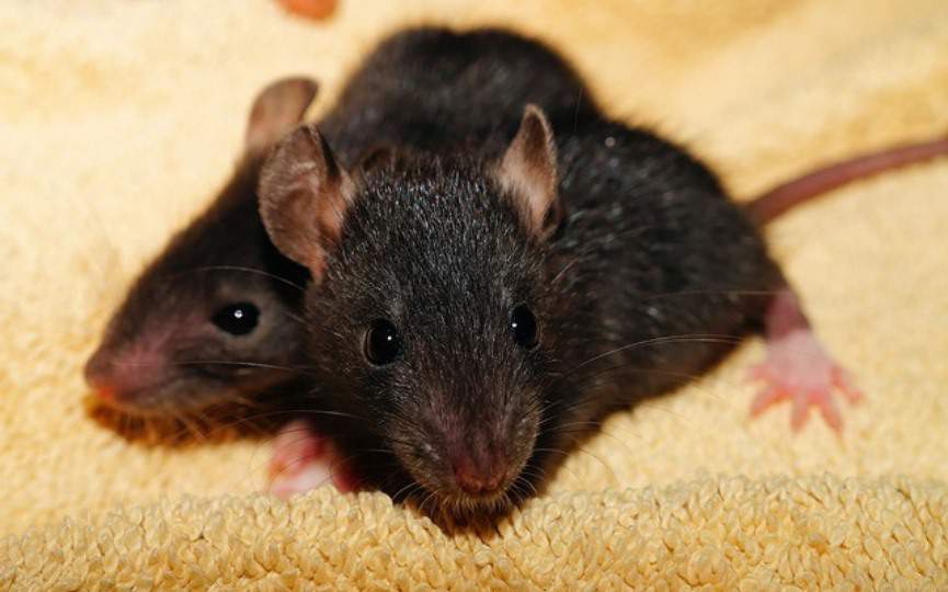 RATAS NEGRAS