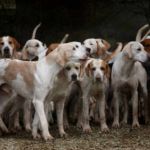 BRUCELOSIS CANINA