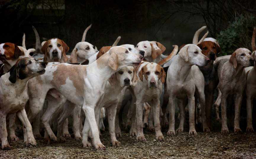 BRUCELOSIS CANINA